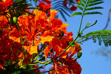 Summer red Delonix regia flowers in Thailand. Delonix regia flower (another names is Royal Poinciana, Flamboyant Tree, Flame Tree, Peacock Flower, Gulmohar) in bloom. Natural and plant concept.