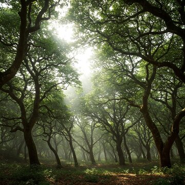 Towering trees sway across Ziarat&rsquo;s Keffarani forests, breathing forgotten lullabies scented with wild love and endless memory.