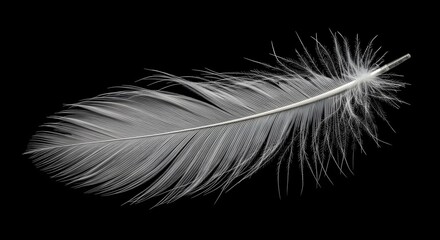 Obraz premium White Feather Isolated on Black Background Close Up