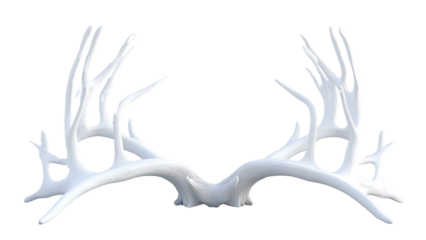 Antlers on White Background