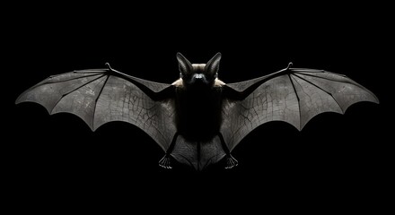 Bat Flying Against Black Background with Wings Extended