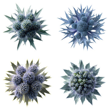 Sea Holly Florets White Background