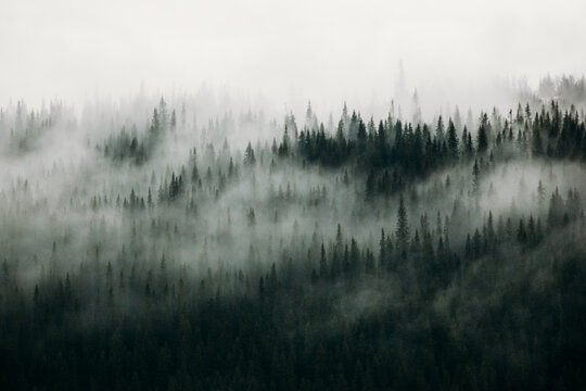Spruce forest swallowed by fog in &Aring;re