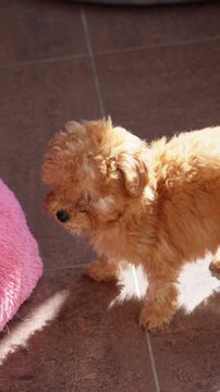 Fluffy purebred puppy portrait in soft light ideal for pet lovers and dog adoption ads