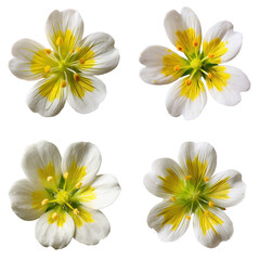 White Saxifrage Flower, Isolated, Cutout