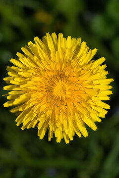 L&ouml;wenzahnbl&uuml;te