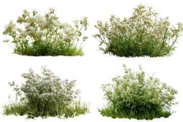 Yellow Flowers Cluster, White Background