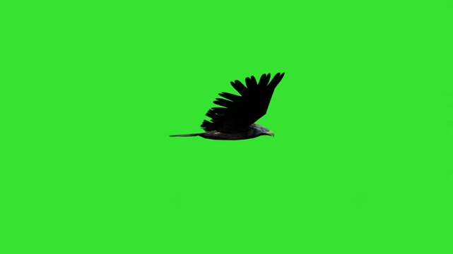 Left view flying of big eagle bird gren screen or chroma key video motion