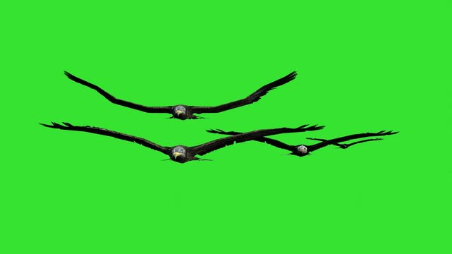 Group of eagle flying front view green screen or chroma key video clip motion