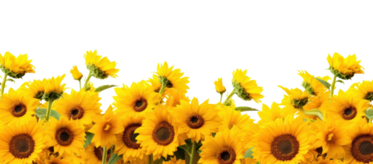 PNG Sunflower field nature backgrounds outdoors