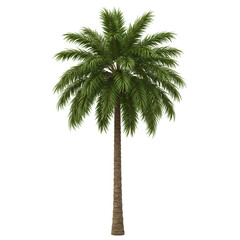 Majestic Palm Tree: Tropical Paradise Image