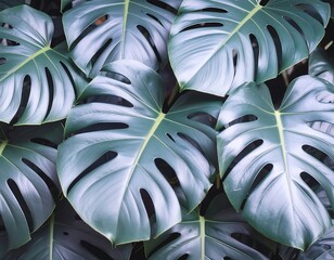 Obraz premium close-up view of lush, dark green monstera leaves with their iconic deep splits and holes. The leaves have a glossy texture and are densely layered, creating a rich, tropical aesthetic.