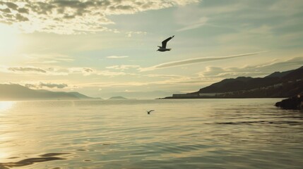 Seagull flying over calm ocean at sunset. stock photo --ar 16:9 --raw --v 6 Job ID: c7396109-3257-4de4-b250-37d67ae2362b