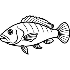 fish on a white background