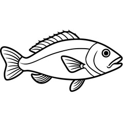 fish on a white background