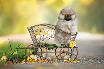 funny pomeranian spitz puppy posing in a decorative stroller cart outdoors