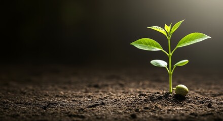 Young Plant Growing in Soil