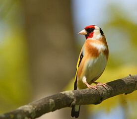Goldfinch bird sitting on tree branch out of focus background