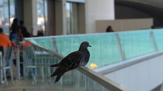 pigeon bird on a fence