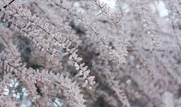 Blooming tamarisk branches with soft pink flowers in spring. Salt cedar or Tamarix branches with tiny pink blossoms