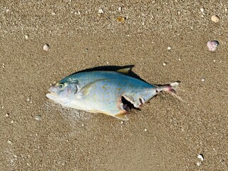 A dead fish lies on wet sandy shore near gentle sea waves, surrounded by small shells and scattered debris under bright daylight. Close up
