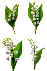 Lily of the Valley Sprig, White Flowers, Side View