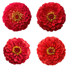 Zinnia, Red, Concentric Petals, Top View