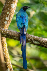Long-tailed Glossy Starling - Lamprotornis caudatus, beautiful unique starling from tropical African forests and woodlands, Senegal.