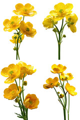 Buttercups Stem, Yellow, White Background
