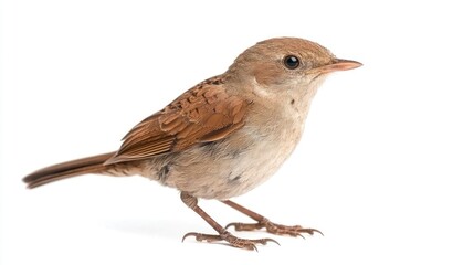 A nightingale standing with its beak slightly open, against white