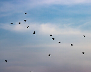 A flock of birds flying in the sky