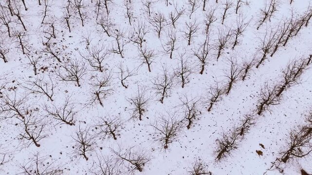 Frozen fruit tree rows in orderly Jaunmoku Gardens near Tukums during winter
