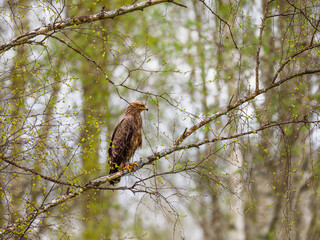 The lesser spotted eagle (Clanga pomarina) sitting on birch tree in springtime