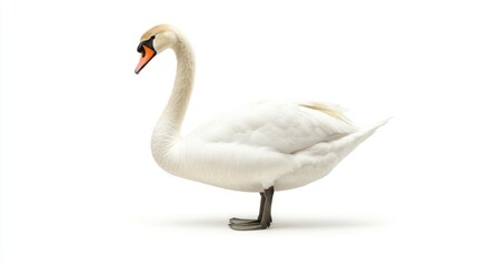 Fototapeta premium A swan standing elegantly, isolated on a white background