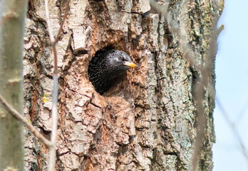 woodpecker on tree