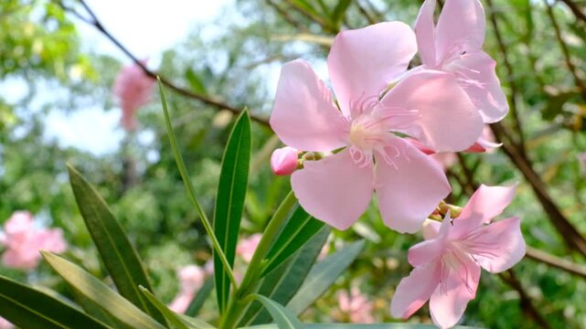 A pink flower with green leaves is in the foreground. The flower is surrounded by green leaves and branches