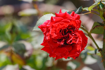 薔薇 ブラックスワン