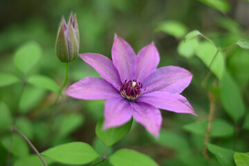 新緑の季節の花　カザグルマの薄紫色の花