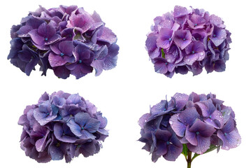 Hydrangea Head, Purple, Droplets, White Background