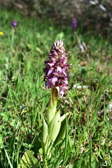 Obraz premium Himantoglossum robertianum bulbous plant from orchid family here in France near river Rhone