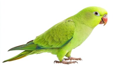 A bright green parakeet tilting its head, isolated on a white background