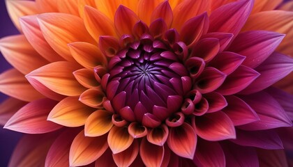 Obraz premium A captivating close-up photograph showcasing a beautifully colored dahlia flower in full bloom.
