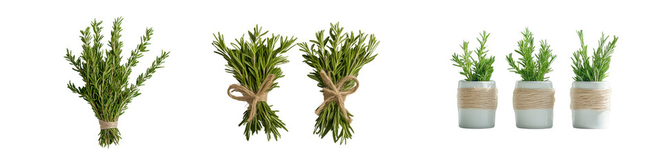 Fototapeta premium Collection of tied rosemary bundles and rosemary sprigs in small vases, isolated on a transparent background.