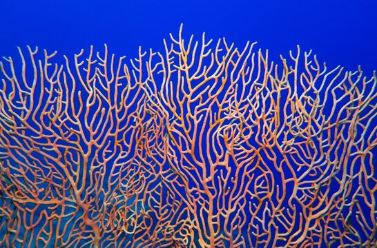 Abstract background . Organic texture of Pink Sea Fan or Gorgonia coral (Annella mollis)
