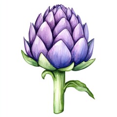 Fototapeta premium Watercolor artichoke illustration on white background for botanical design and decor