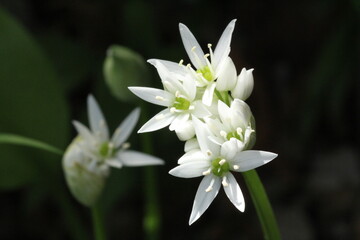 weiße Sternblume