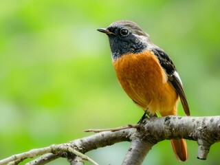 森の木陰で周りを見渡しているジョウビタキの雄