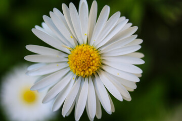 Obraz premium Close-up macro shot of a white lawn daisy (Bellis perennis) with a bright yellow center, isolated against a soft green natural background. Vibrant spring flower symbolizing purity, nature, and renewal