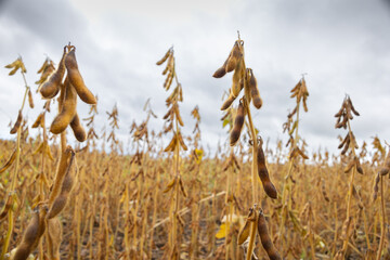 A farm field sown with soybeans. The culture is almost ripe, pods are abundant on the stems....