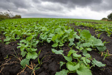A farm field sown with winter oilseed rape. The culture has grown well, has taken root and is ready to overwinter. The autumn in the west of Ukraine in the Lviv region.